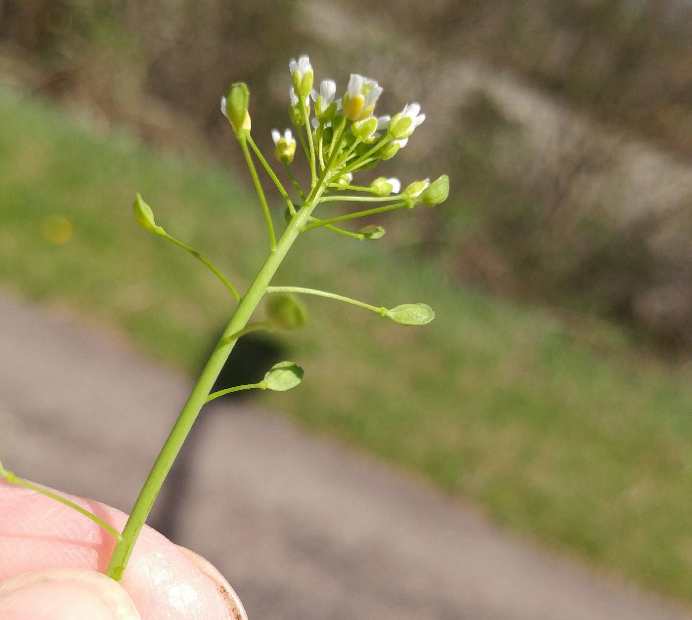 Thlaspi alliaceum image