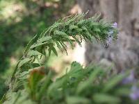 Verbena bracteata image