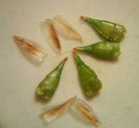 Image of Carex texensis