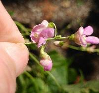 Phaseolus polystachios image