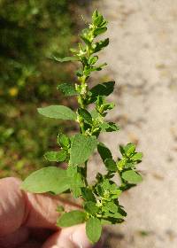 Polygonum erectum image