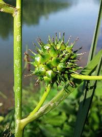 Sparganium eurycarpum image