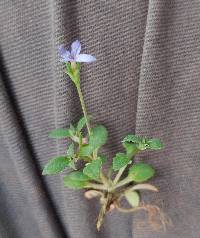 Houstonia pusilla image