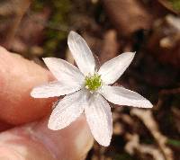 Anemone acutiloba image