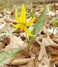 Erythronium americanum subsp. americanum image