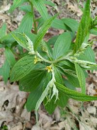 Lithospermum latifolium image