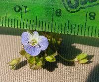 Veronica persica image