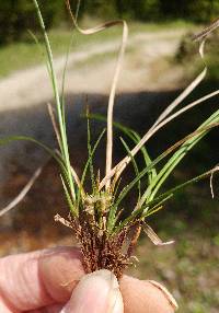 Carex umbellata image