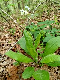 Cynoglossum virginianum var. virginianum image