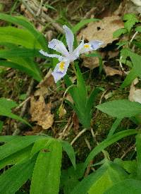 Iris cristata image