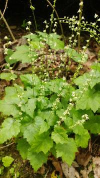 Mitella diphylla image