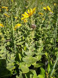 Helianthus mollis image