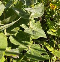 Helianthus mollis image