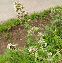 Nepeta cataria image