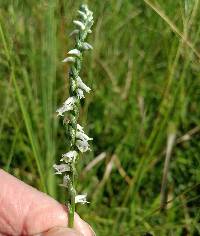 Spiranthes lacera image