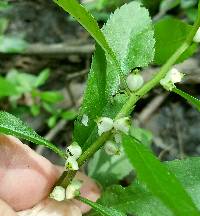 Proserpinaca palustris image