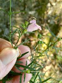 Agalinis fasciculata image