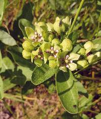 Asclepias viridis image