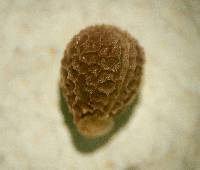 Euphorbia helioscopia image
