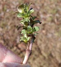 Obolaria virginica image