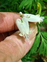 Dicentra canadensis image