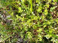 Phacelia ranunculacea image