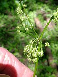 Rumex verticillatus image