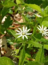 Stellaria corei image