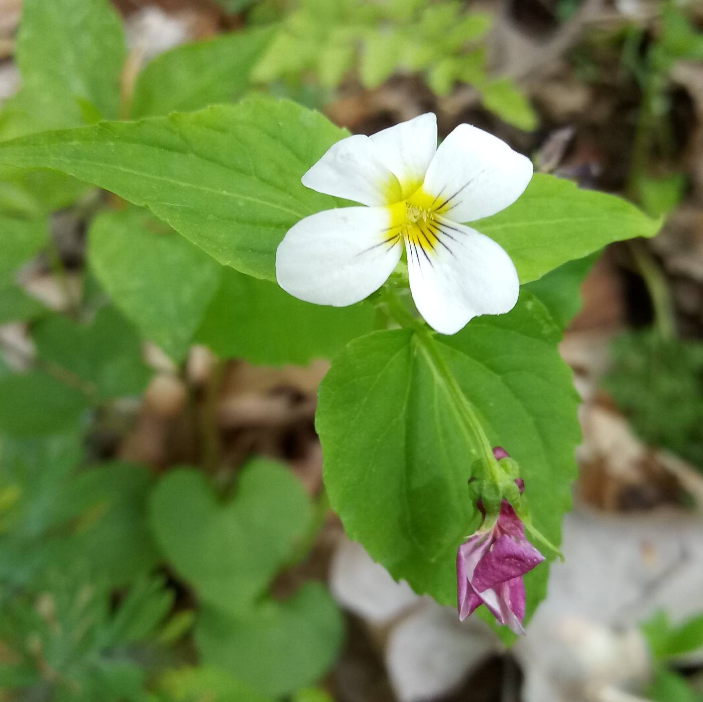 Viola canadensis var. canadensis image