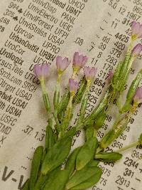 Centaurium pulchellum image