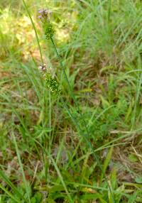 Polygala incarnata image