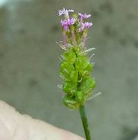 Polygala incarnata image