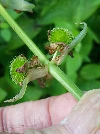 Sagittaria australis image