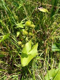 Sagittaria australis image