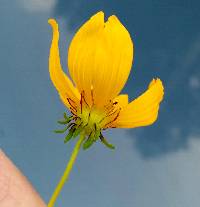 Bidens aristosa image