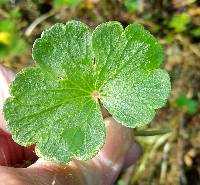 Hydrocotyle ranunculoides image