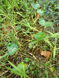 Hydrocotyle ranunculoides image