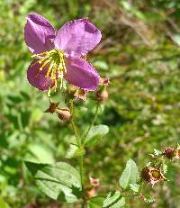 Rhexia mariana var. mariana image