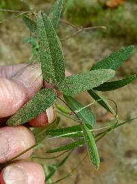 Strophostyles leiosperma image