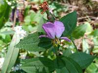 Rhexia mariana var. mariana image