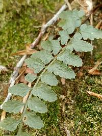 Asplenium bradleyi image