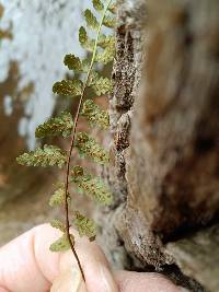 Asplenium bradleyi image