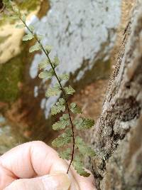 Asplenium bradleyi image