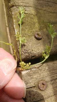 Cyclospermum leptophyllum image