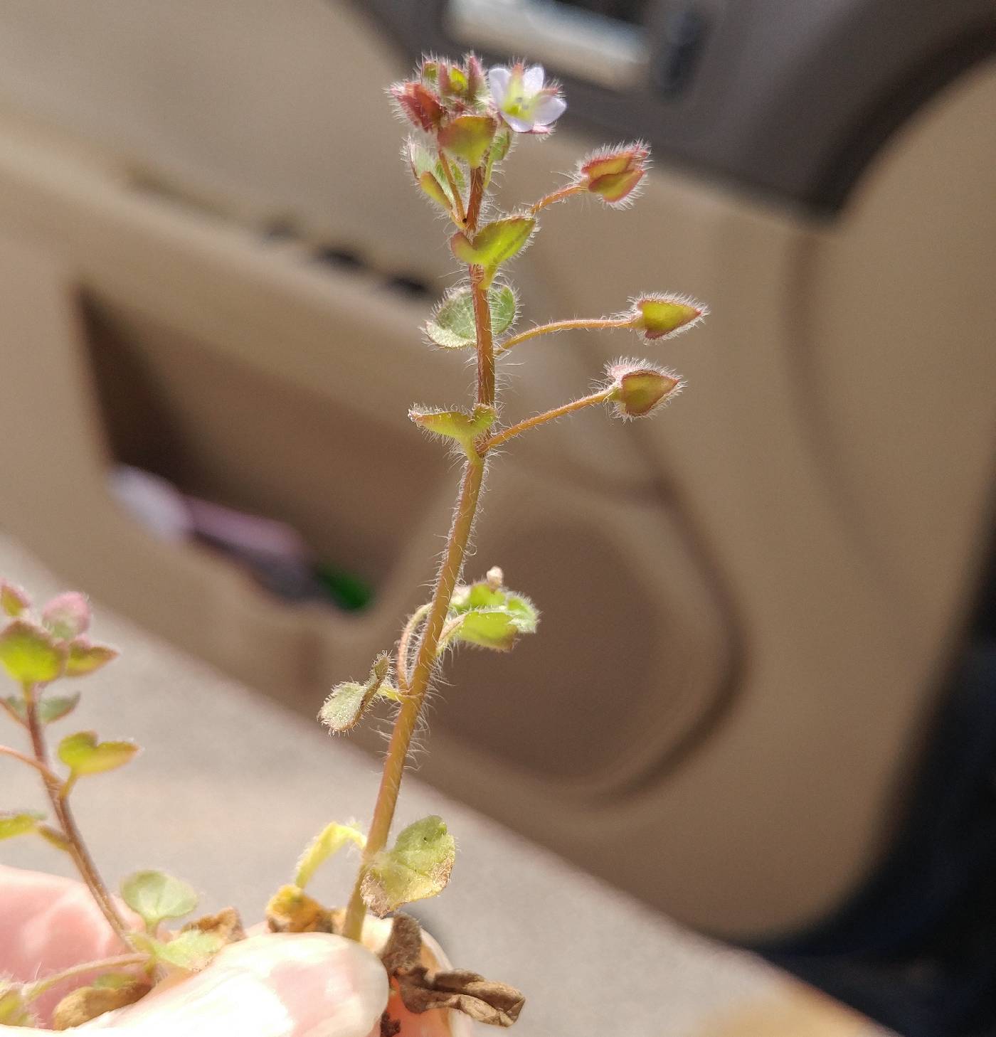 Veronica sublobata image