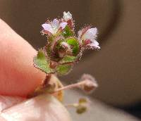 Veronica sublobata image