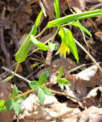 Uvularia perfoliata image