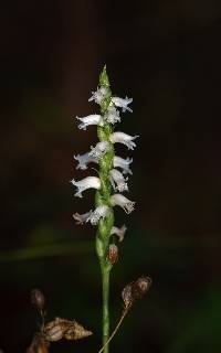 Spiranthes cernua image