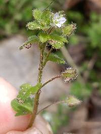 Veronica sublobata image