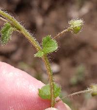 Veronica sublobata image